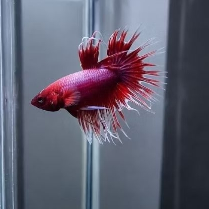 IKAN CUPANG CROWNTAIL FANCY MERAH PUTIH