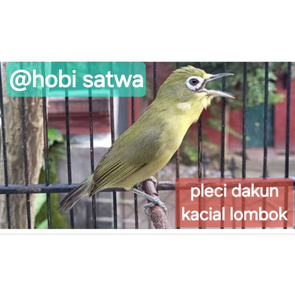 pleci dakun kacial lombok/bali pilihan