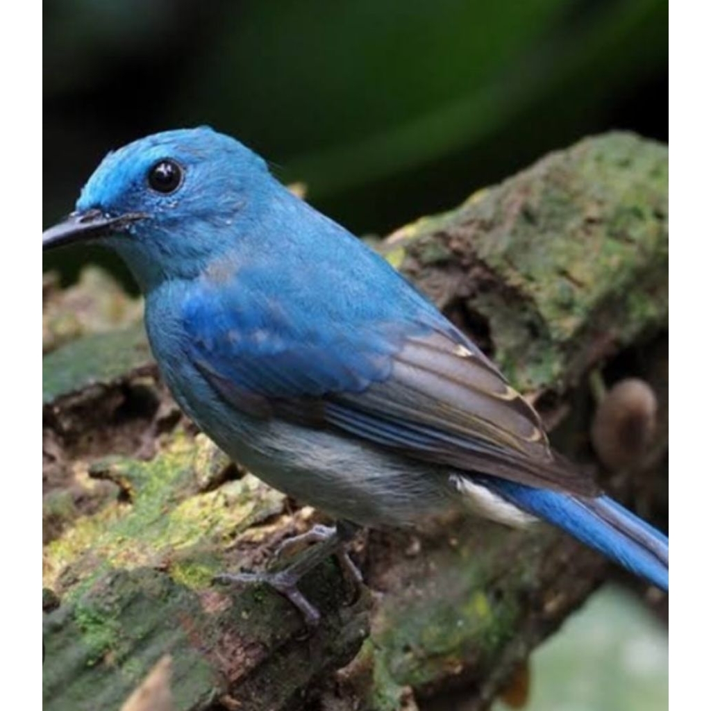 Burung Selendang Biru Jantan Sudah Bunyi
