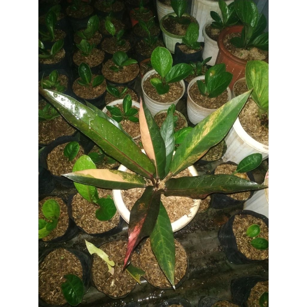 Hookeri Var Red Pink Recomended