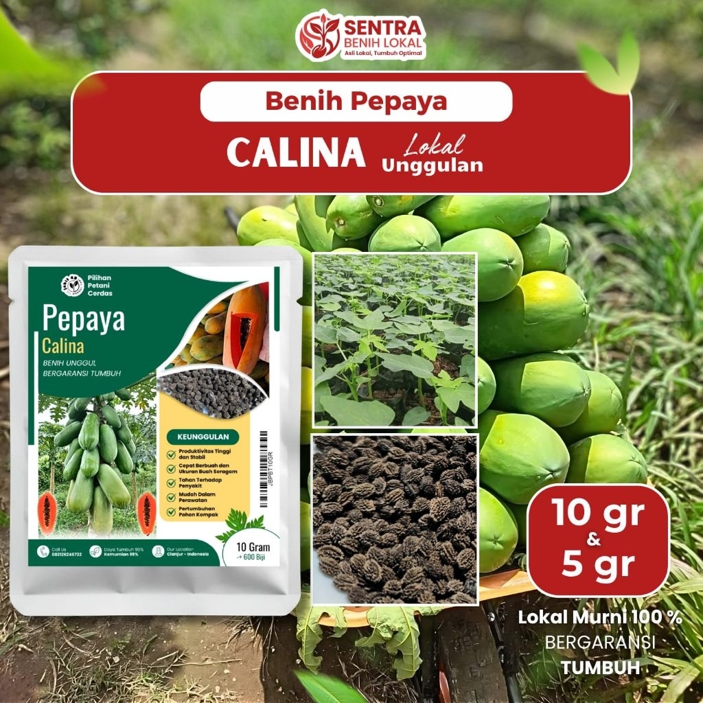 Benih Pepaya Calina (California Lokal) - Tahan Virus & Lebat (5g/10g)