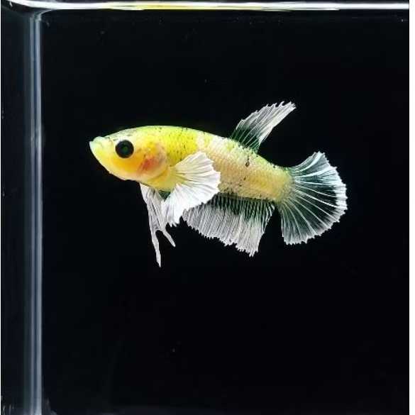 IKAN CUPANG FANCY KOI YELLOW WHITE