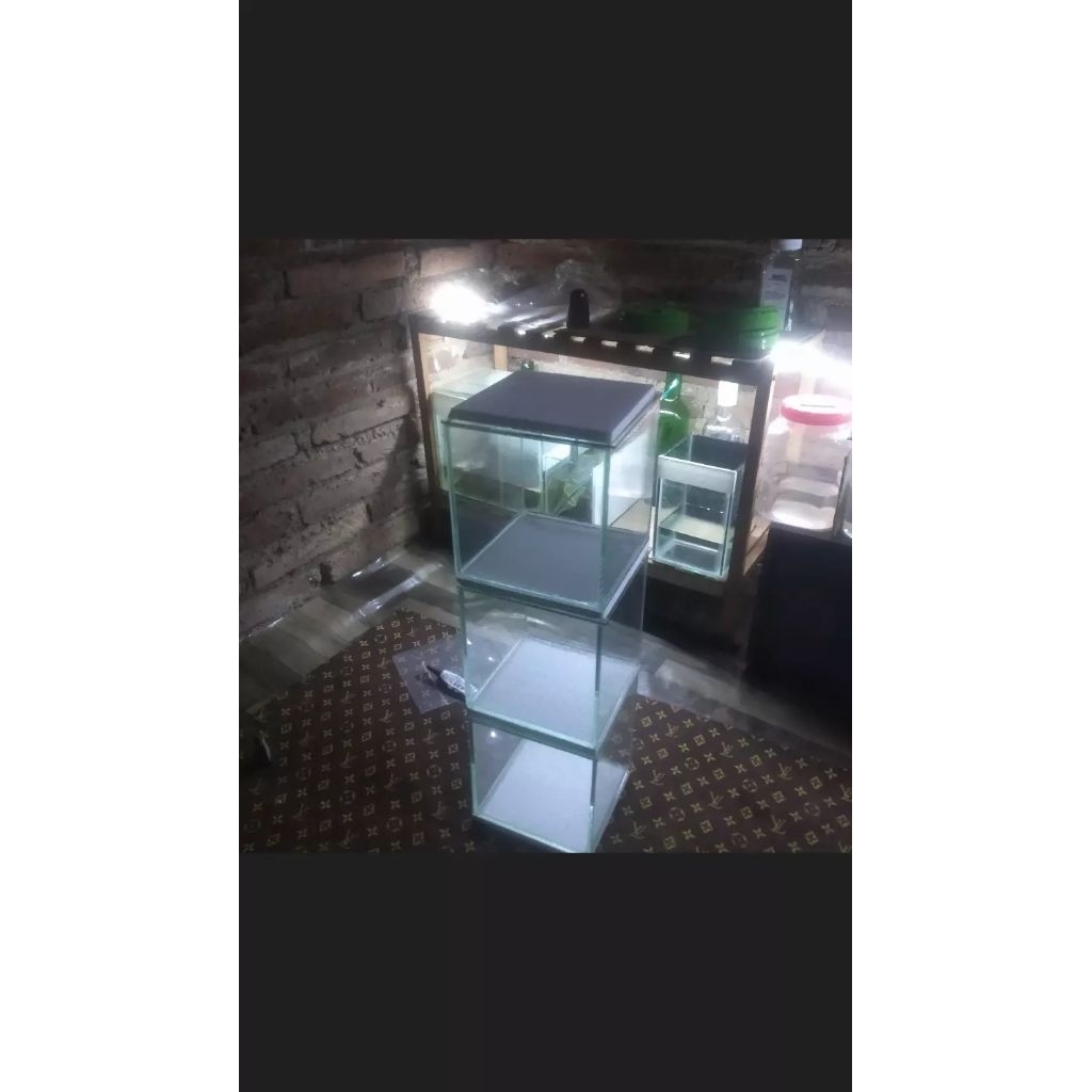 tank channa limbata cb 5-6 cm singgel tank
