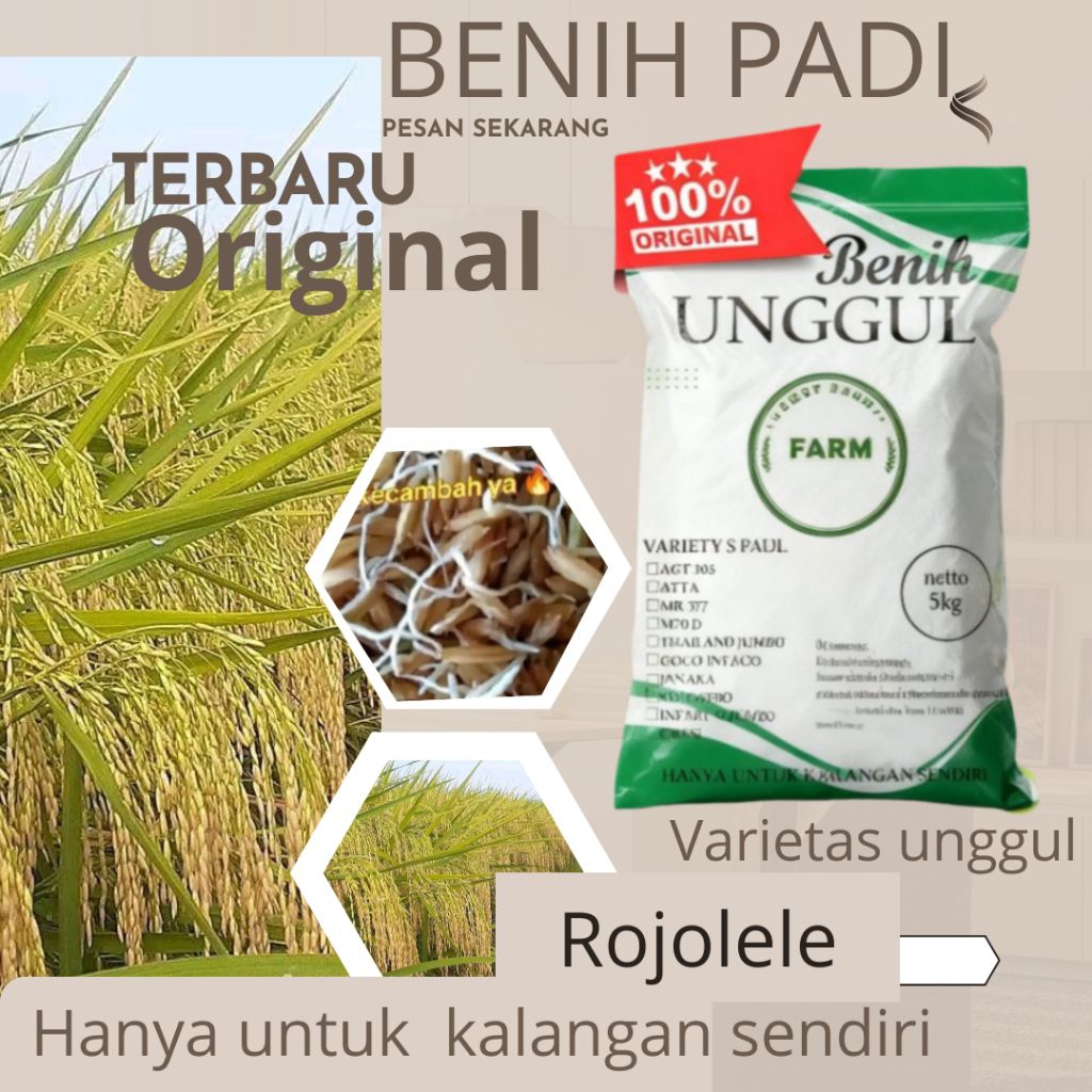 Benih padi unggul Rojolele isi kg