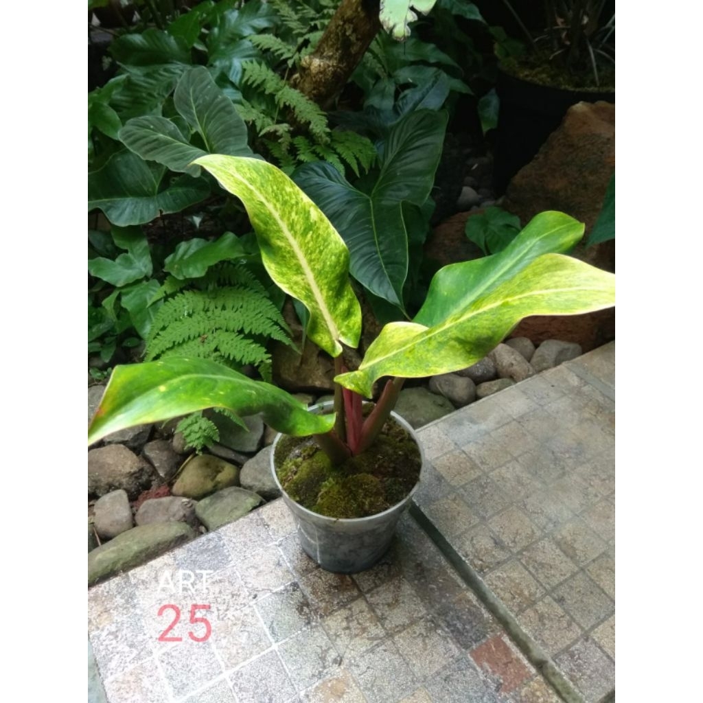 Philodendron 'Orange Marmalade' Philo Tricolour Tricolor Sesuai Foto
