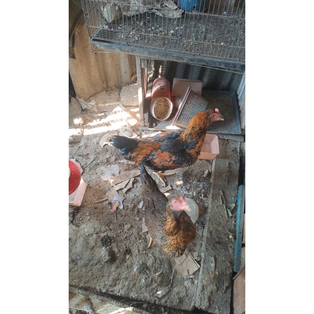 Sepasang Ayam KUB Asli Siap Ternak - Ayam Kampung Unggul Produktif Berkualitas