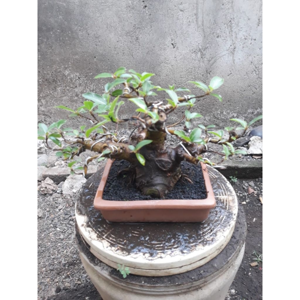 Bonsai Loa Bogel Tahapan Plus Pot Keramik Real Pict