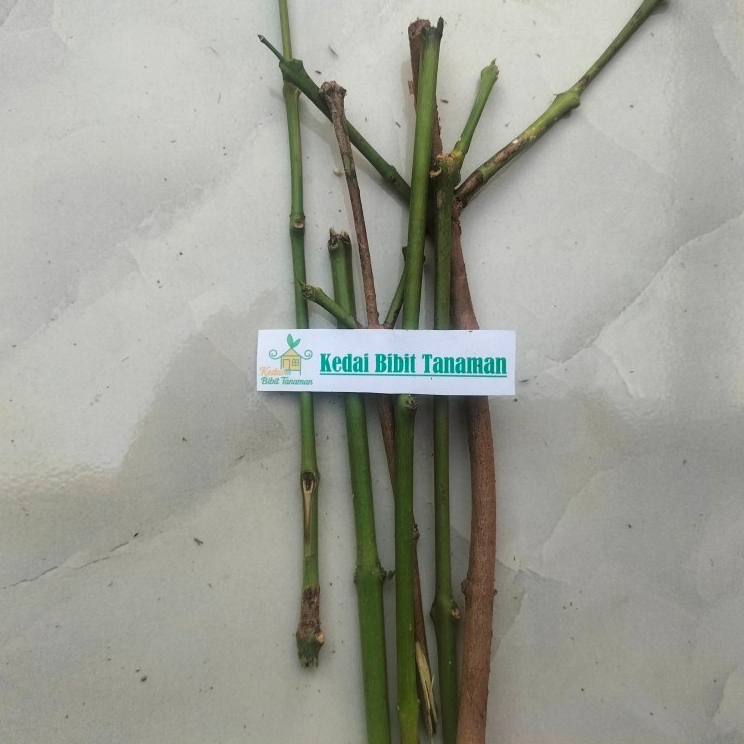 entres jambu air citra - pucuk tunas jambu air citra