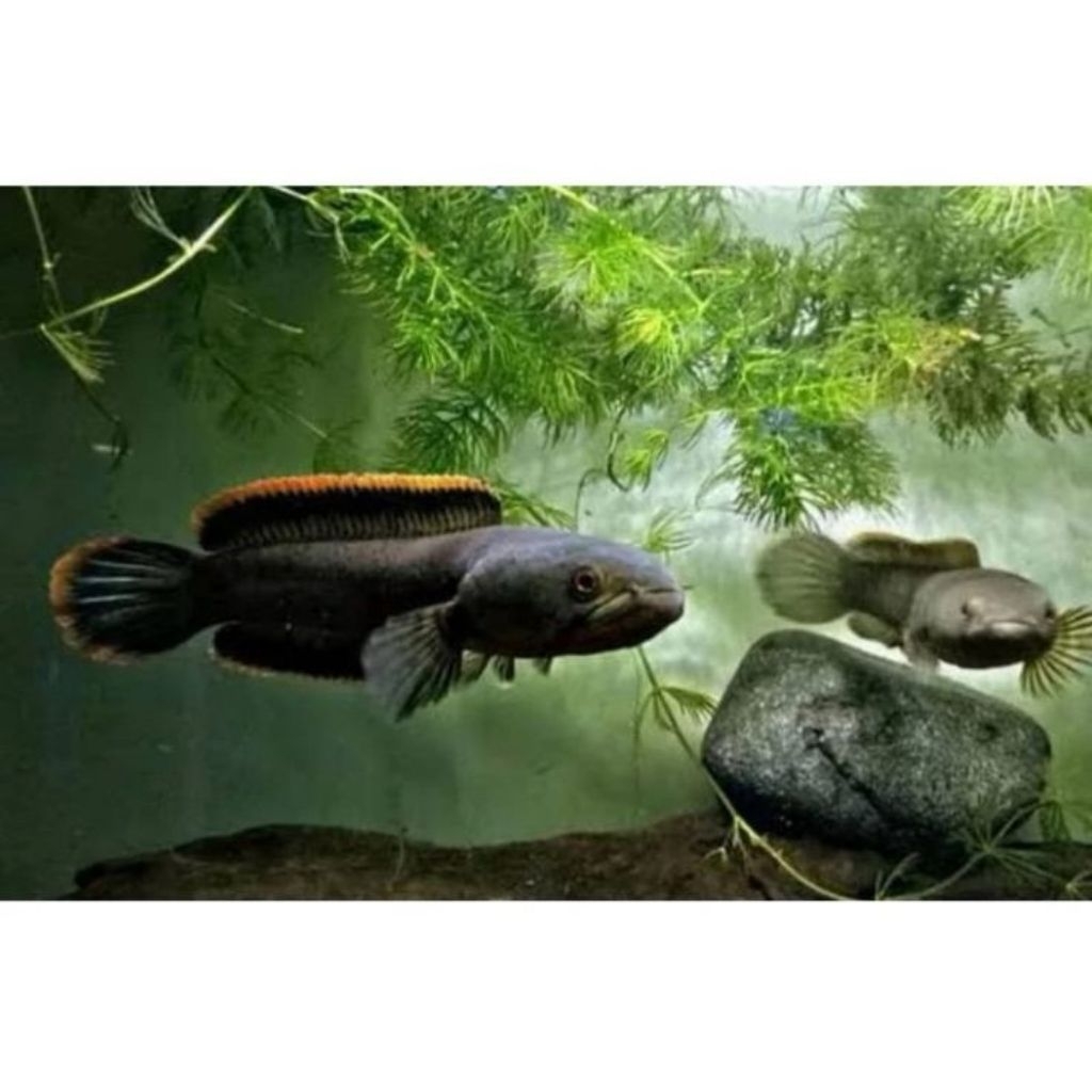 pair limbata