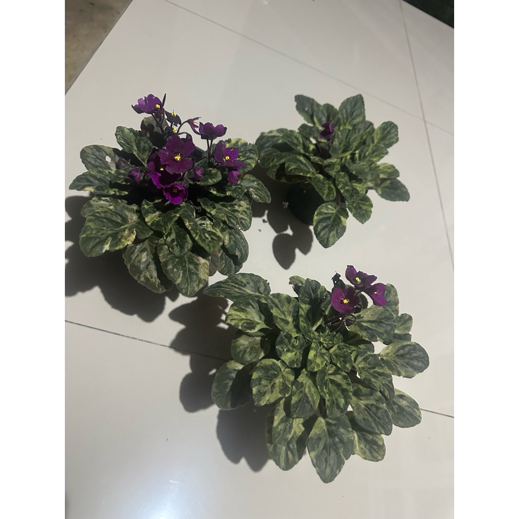 Tanaman Hias Violces Variegata / Tanaman Bunga Variegata