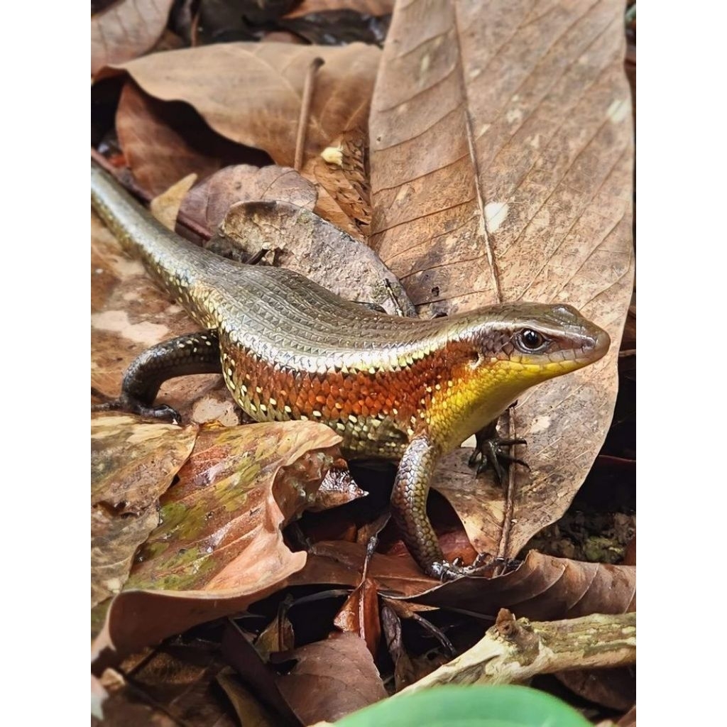 KADAL TANAH KEBUN SAWAH HIDUP - Peliharaan Terarium Pembersih Hama & Kebutuhan Medis Berizin Resmi L