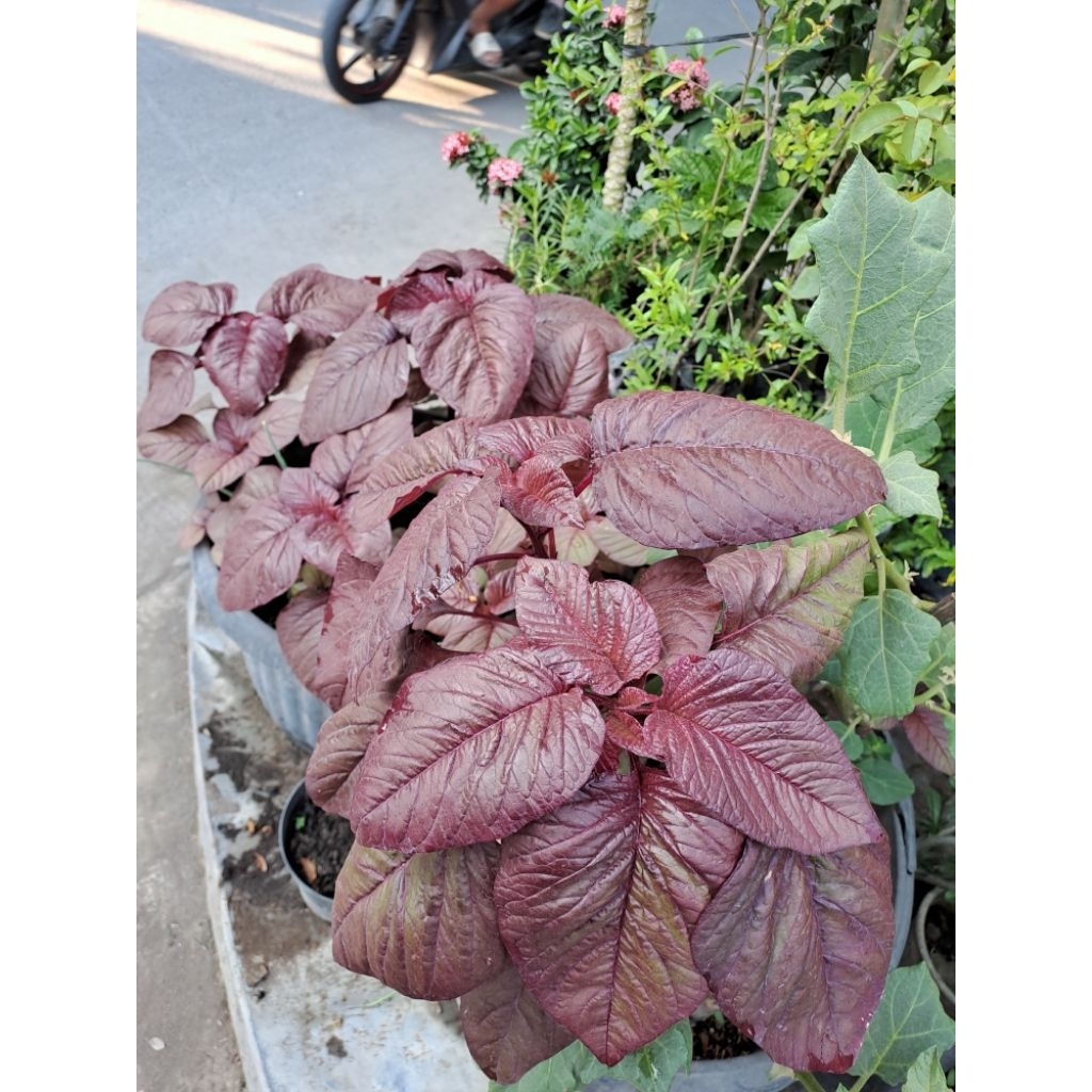 BIBIT BAYAM MERAH
