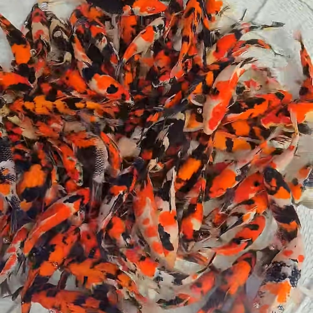 IKAN KOI 10-12CM MURAH ISI 20 EKOR