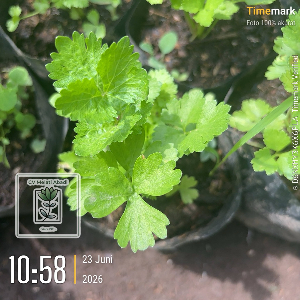 Bibit Tanaman Seledri ( Apium graveolens) / Daun Sop / Daun selderi / Daun Ketumbar Berakar Hidup - 