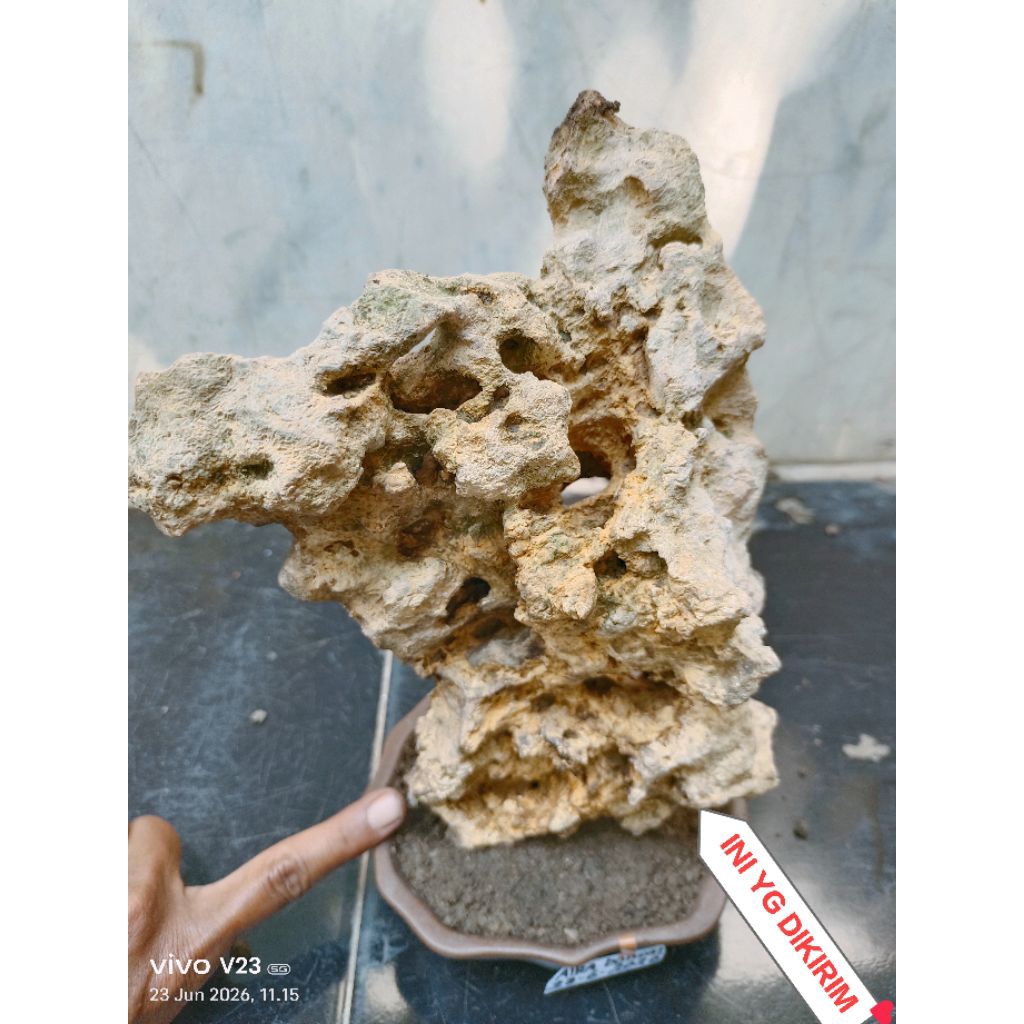 batu karang gunung untuk bonsai penjing