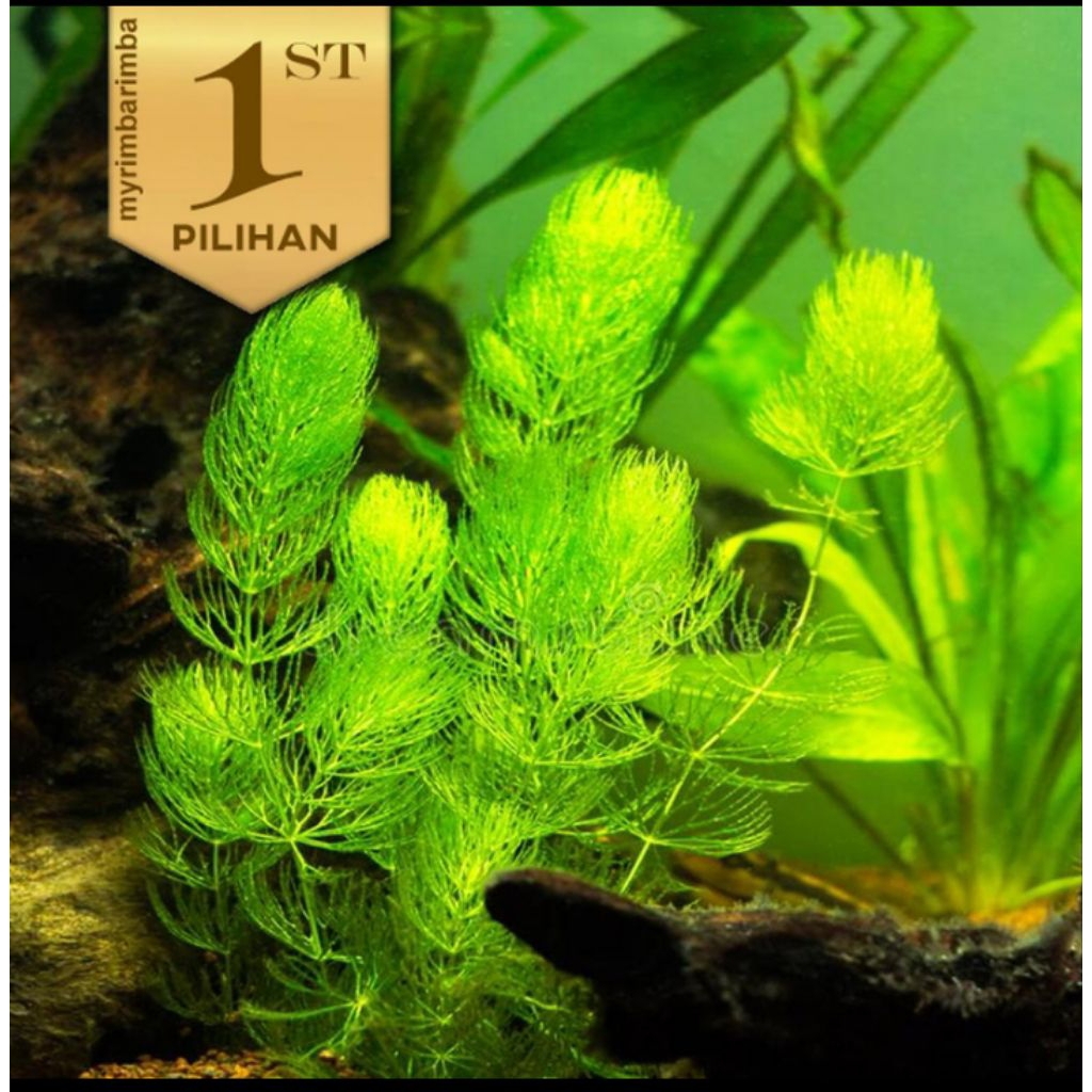 Hornwort Ganggang Hijau Tanaman Air Hiasan Aquarium Ikan Hias Aquascape