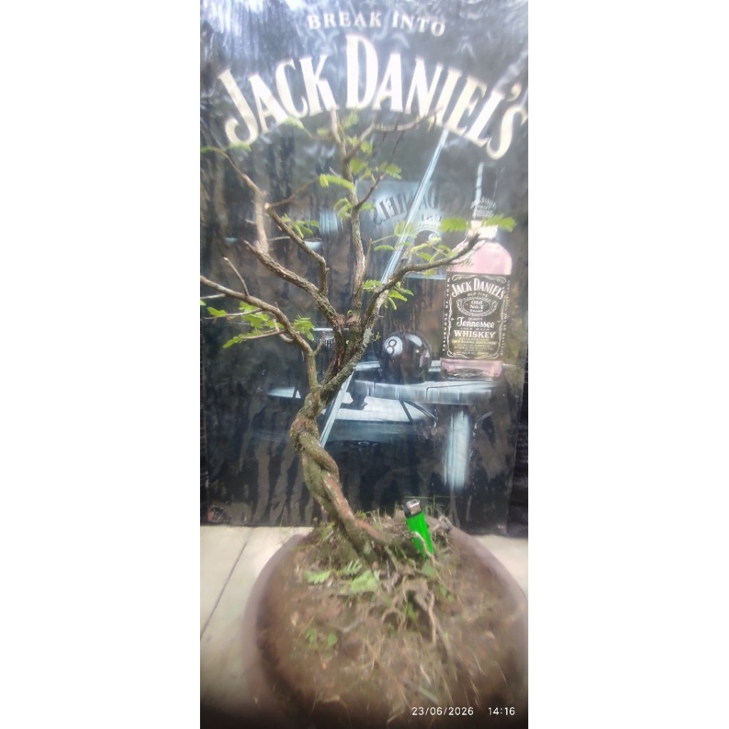 bonsai asam Jawa