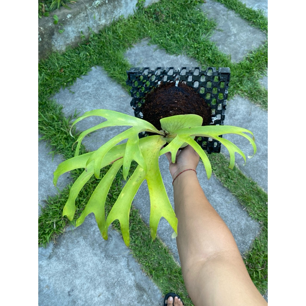 platycerium artemis (size big)