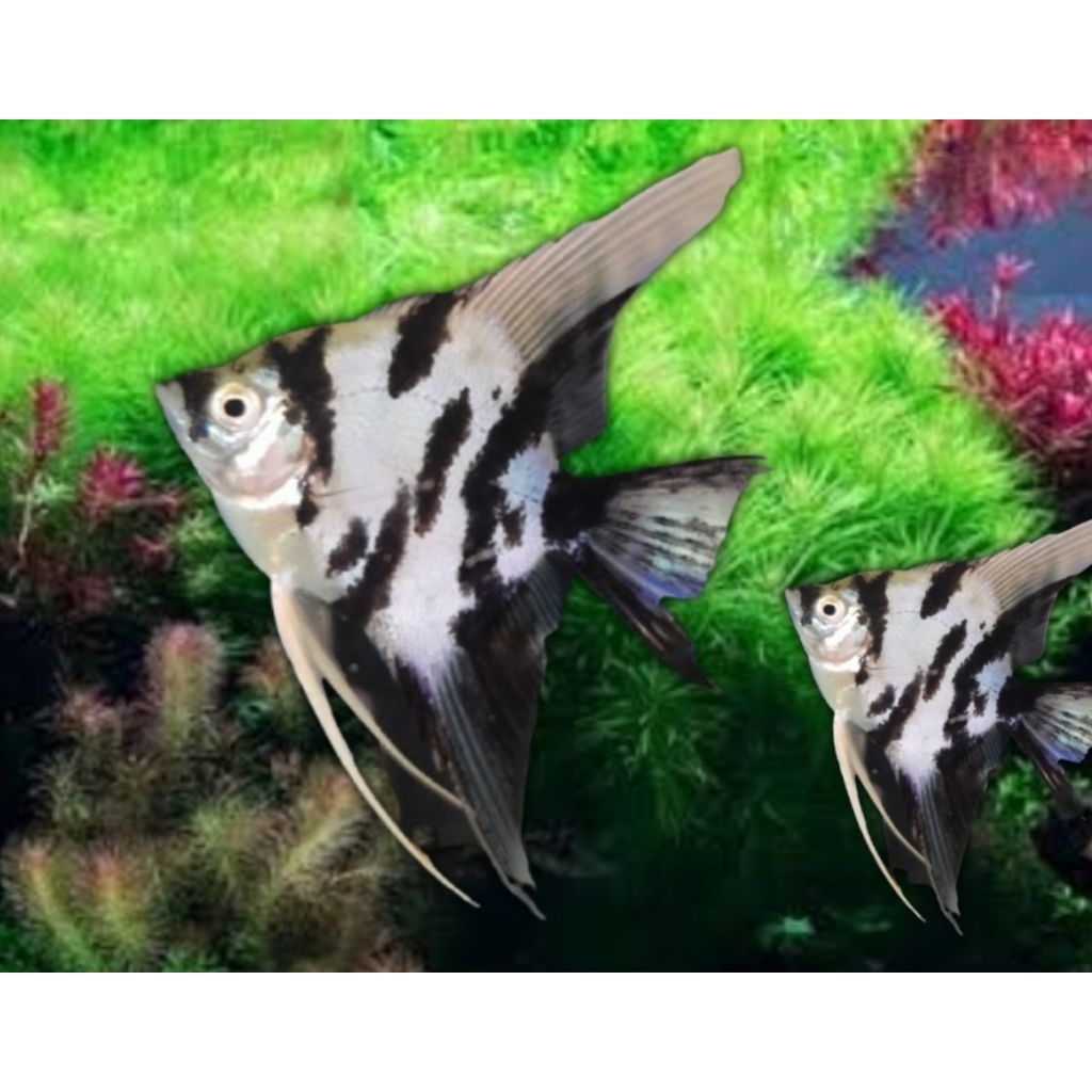 TerlarisManfish Tricolor untuk hiasan akuarium