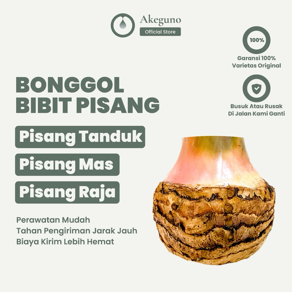 Bonggol Bibit Pisang Tanduk/Byar/Agung | Pisang Mas | Pisang Raja Nangka