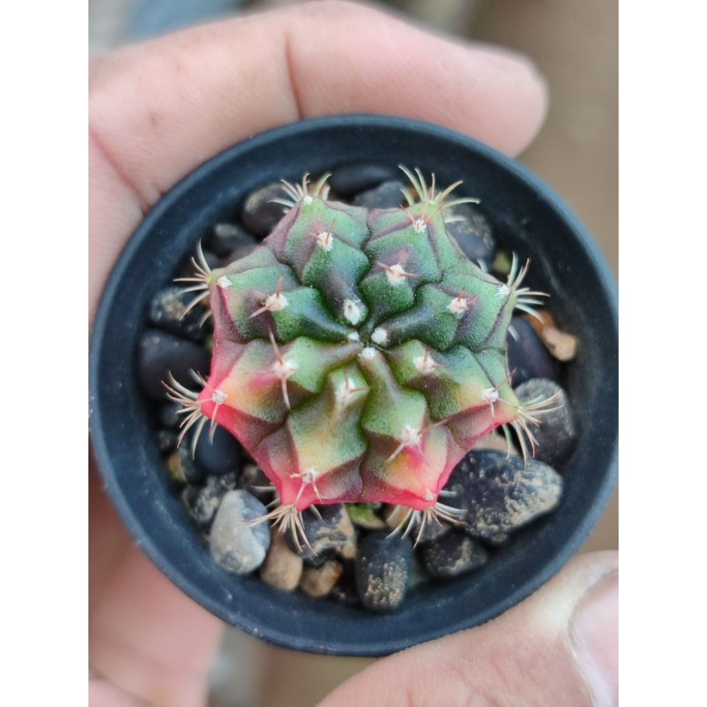 miha hybrid varigata warna bagus seedling