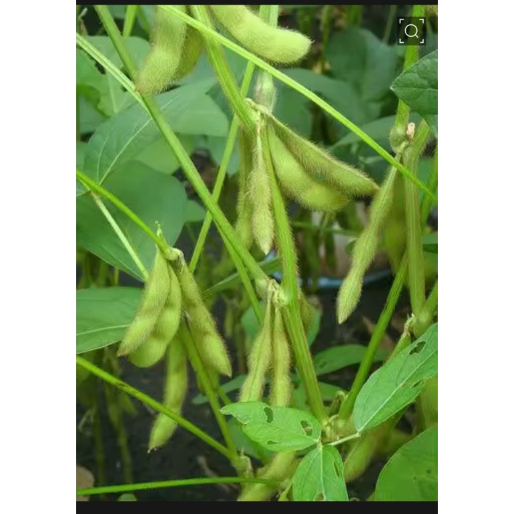 1 KG BENIH BIJI KACANG KEDELAI GROBOGAN SIAP TANAM