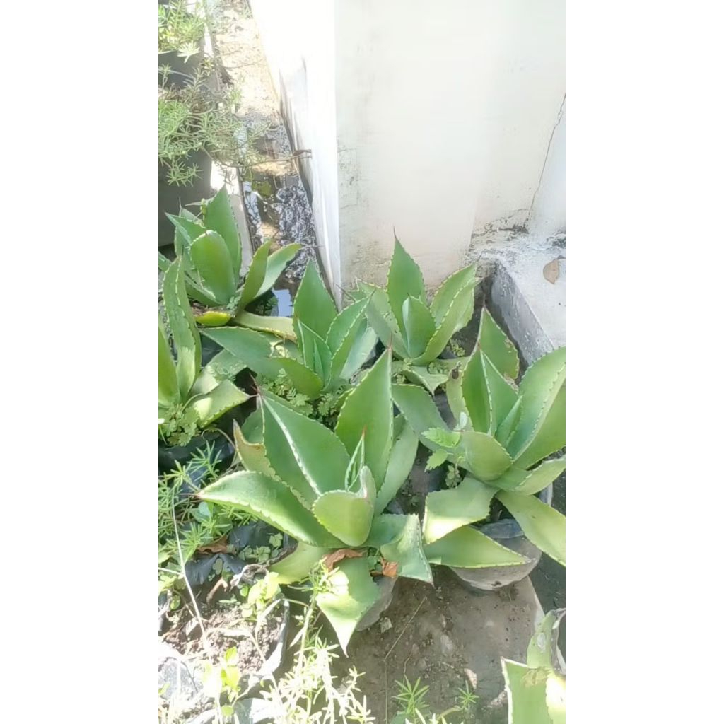 AGAVE HIJAU JUMBO