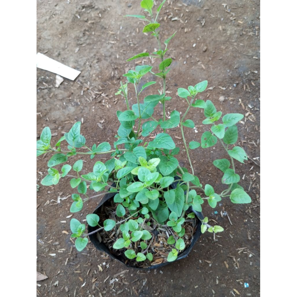 oregano/Tanaman herbal rempah/tanaman herbal oregano
