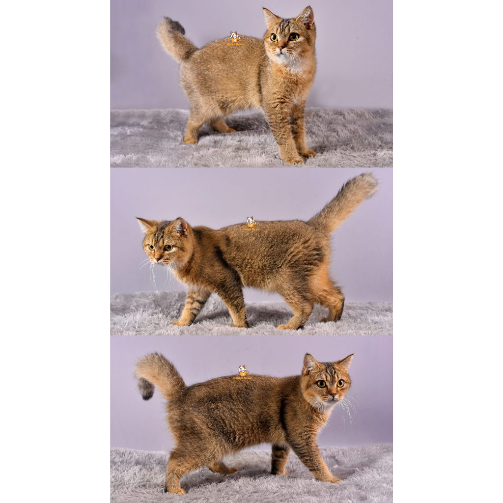Brady – Kucing British Short Hair – Jantan – 6 Bulan