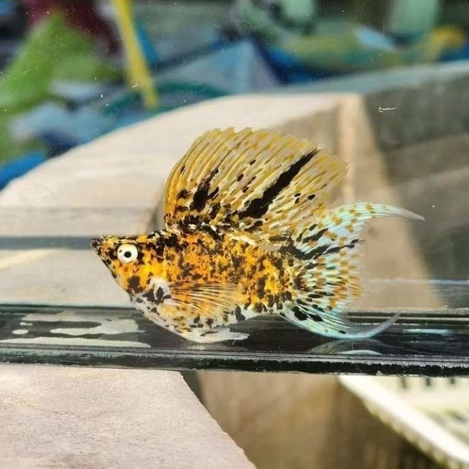 Molly Calico Tri colour Balon Hiasan Akuarium