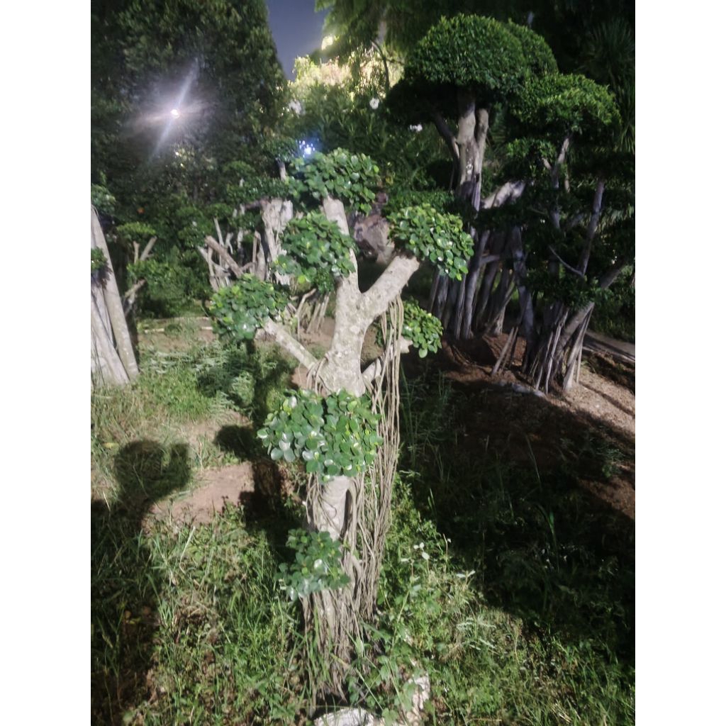 tanaman pohon bonsai dolar mikro