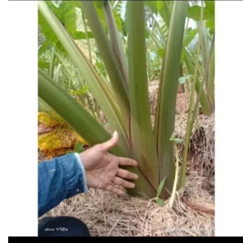 10 bibit talas bogor talas pratama