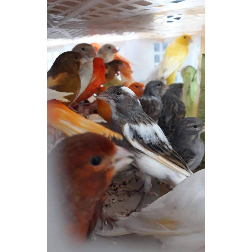 PAKET AVIARY KENARI