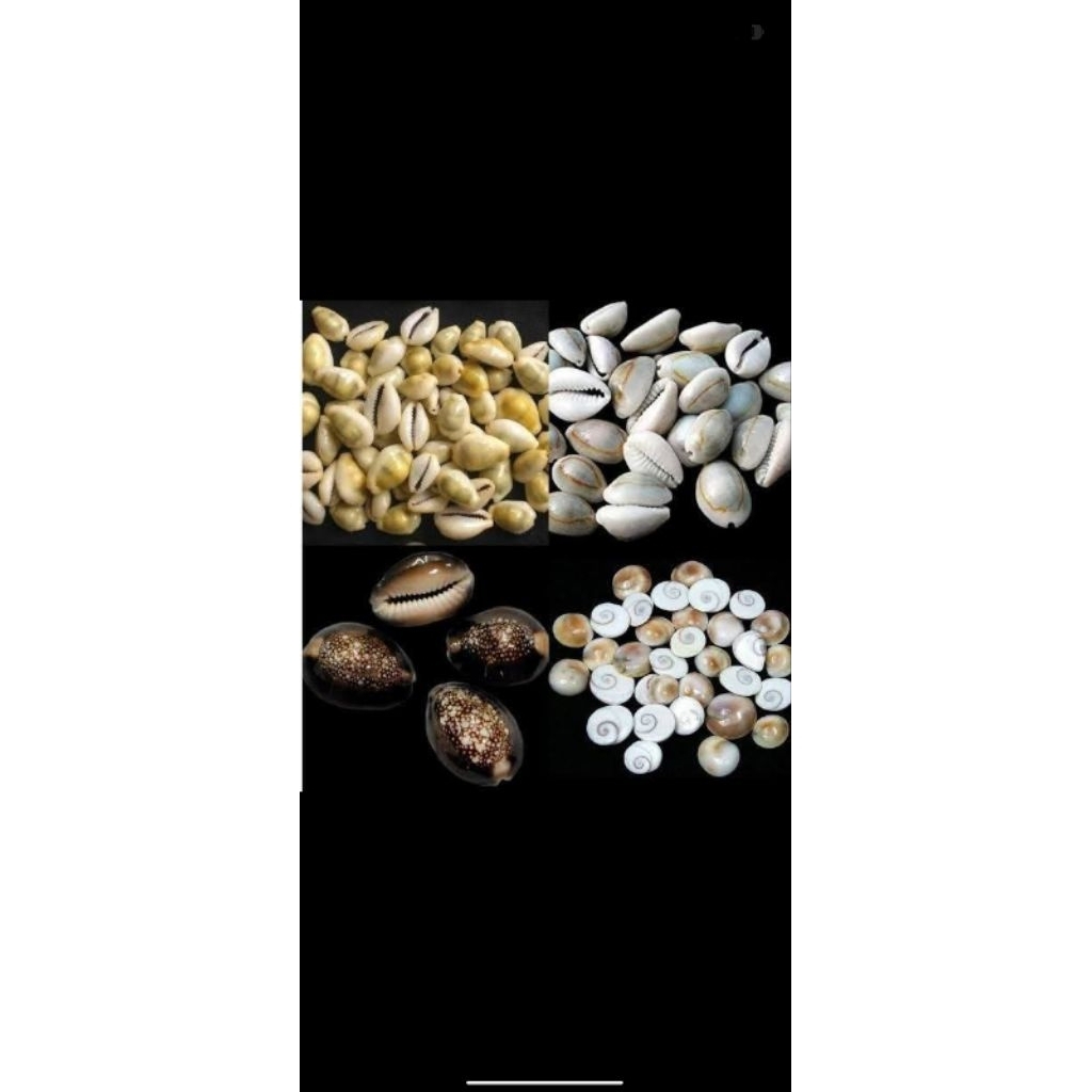 KERANG BULI KUNING ABU 25 kg