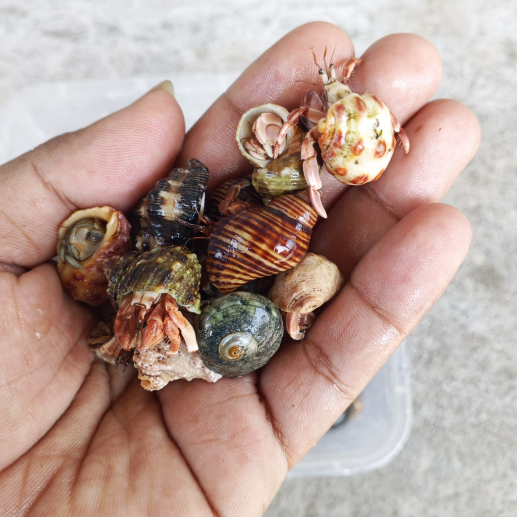3 Ekor Kelomang merah ukur XS Hidup Aktif Sehat | Disortir Ketat Pilihan Terbaik | Hermit Crab Mini