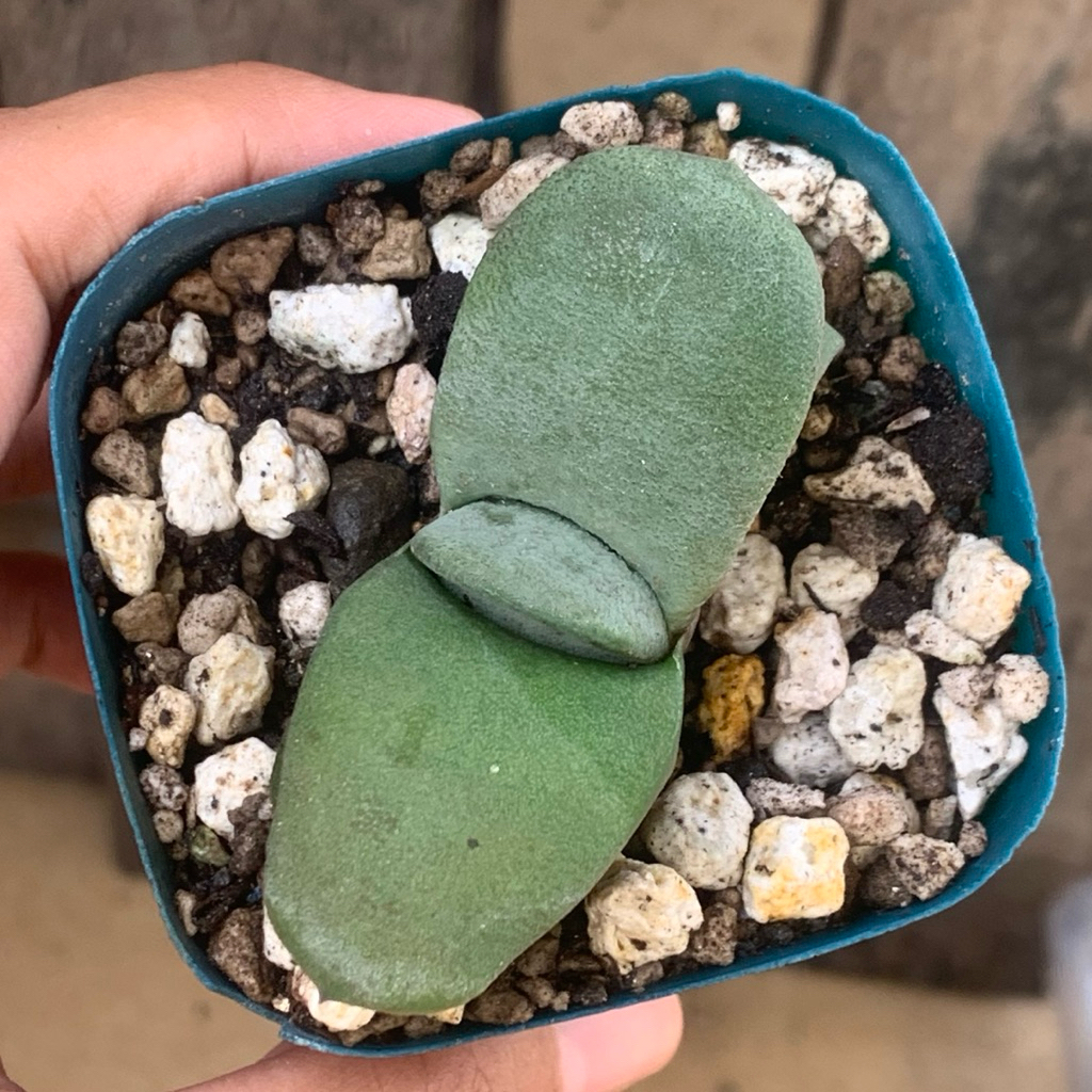 gasteria glomerata  kaktus var kaktus tanaman hias hidup gurun hadiah gift hobby hobi ulang tahun ul
