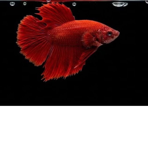 cupang super red