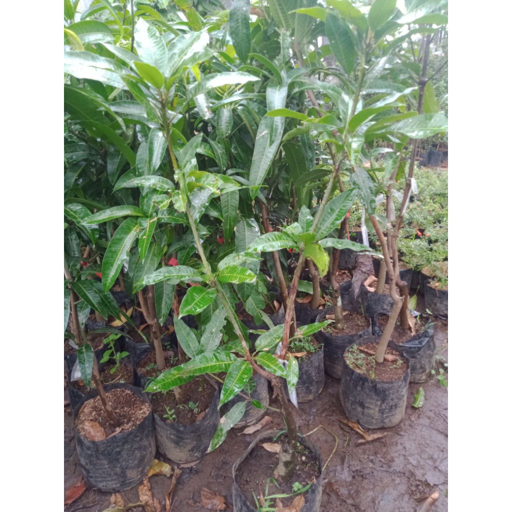 bibit mangga berbunga