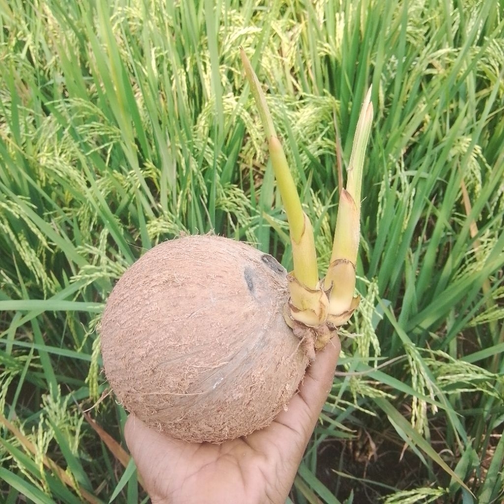 Kelapa Bahan Bonsai Kelapa 2 Tunas Kelapa Unik Ready Stok