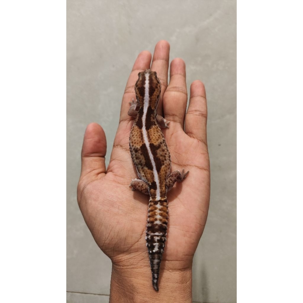 Mainan Gecko AFT Stripe ph Zulu