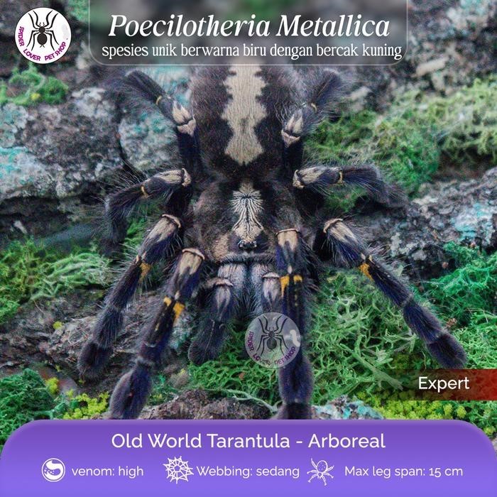 TARANTULA POECILOTHERIA METALLICA - JUVIE