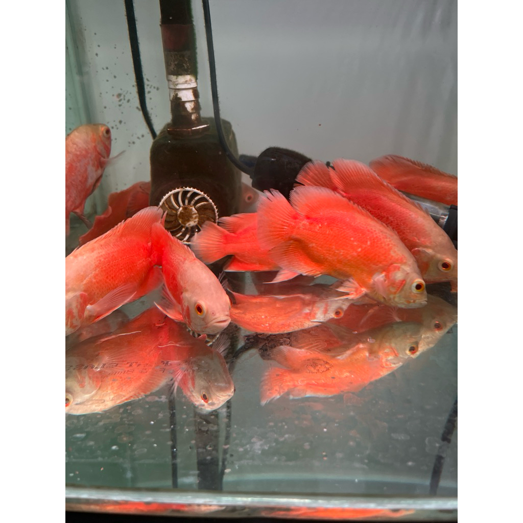 ikan hias oscar paris albino 10-11cm harga per ekor