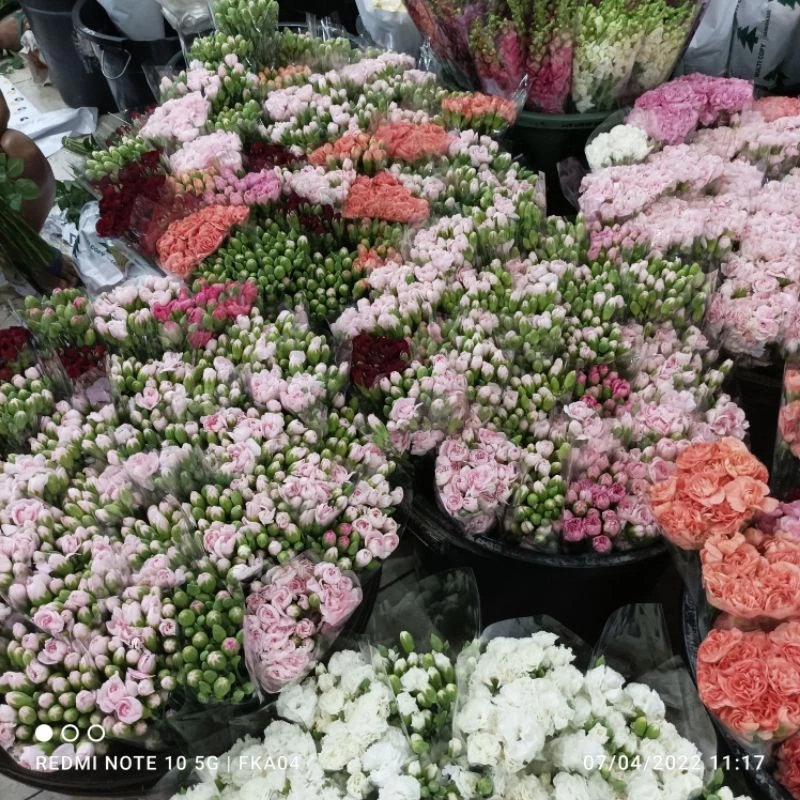 Bunga Potong Carnation Segar - Bunga Carnation