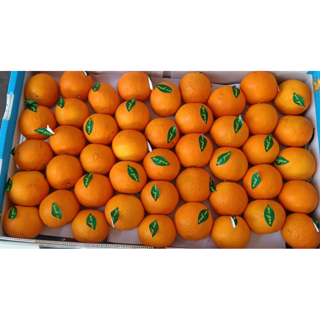 jeruk wokam mandarin