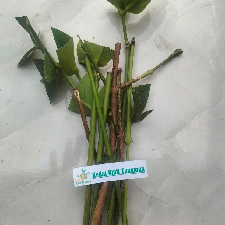 entres jambu air salju - pucuk tunas jambu air salju
