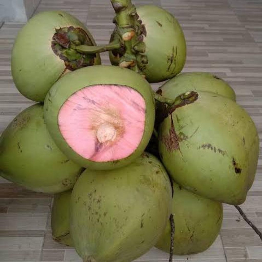 DEGAN IJO / degan pink / degan untuk obat / degan wulung