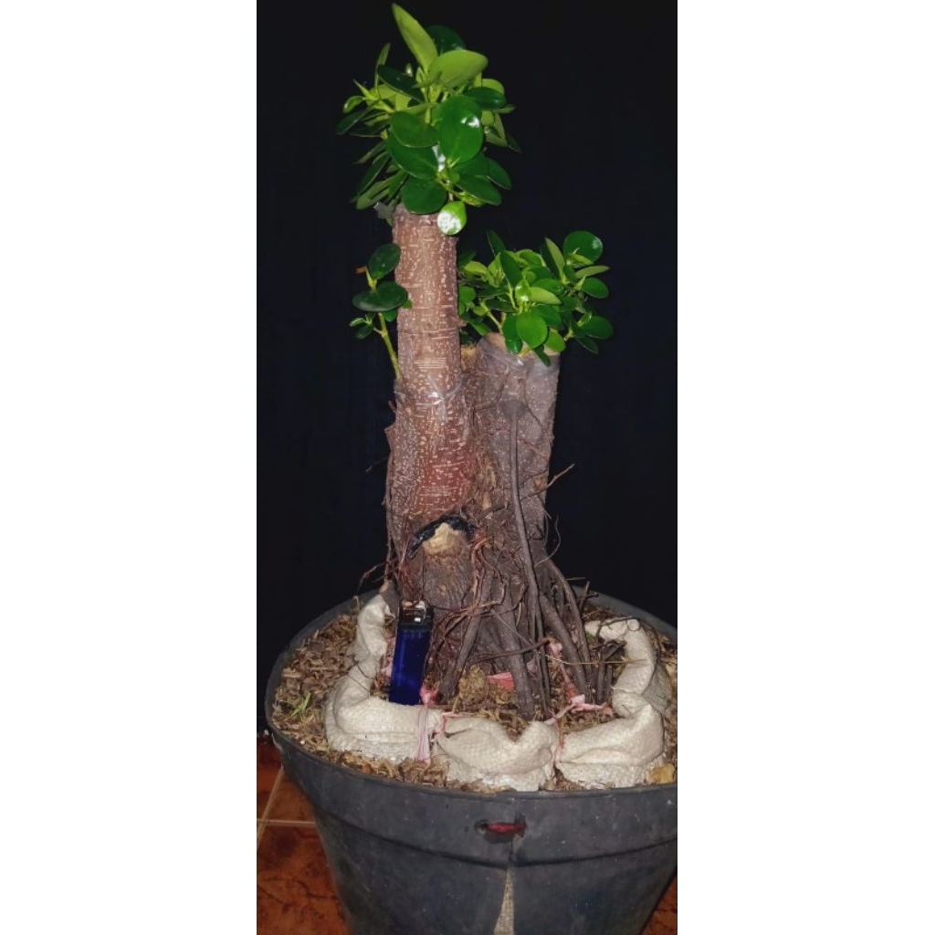 Bonsai taman Dolar mangkok/dolar mikro, real pict.