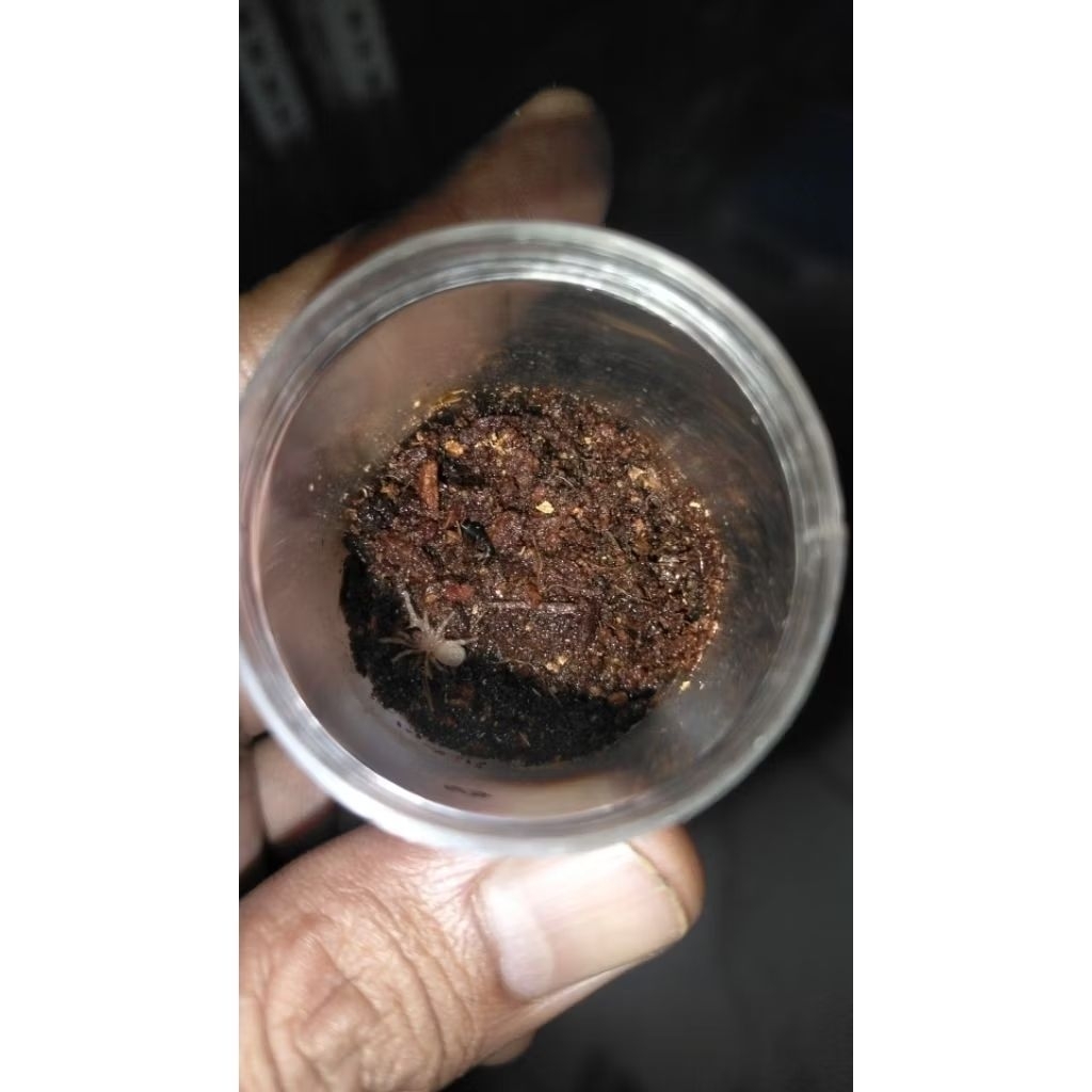 BRACHYPELMA BOEHMEI
