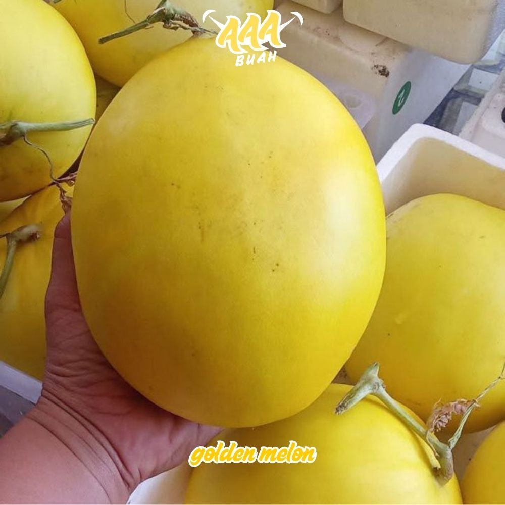 Buah Melon Golden 2 - 4 kg - Manis Segar - Last Fruit