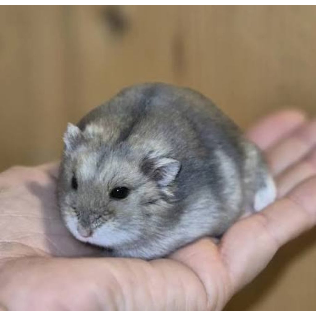 Hamster Winter White
